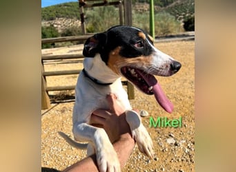 NOTFALL Mikel geb. 09/2021 (ESP) - vertrauensvoller, gutmütiger und lieber Bodeguero!