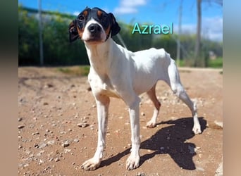 Azrael geb. 04/2021 (ESP) - zärtlicher Bodeguero sucht Stabilität!