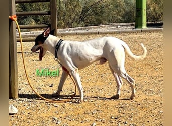 NOTFALL Mikel geb. 09/2021 (ESP) - vertrauensvoller, gutmütiger und lieber Bodeguero!