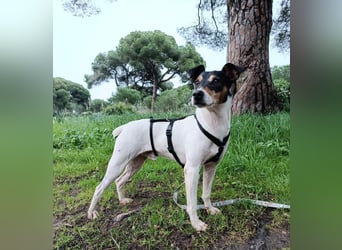 Faolan ist witzig, klug und aktiv