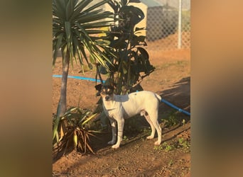 Faolan ist witzig, klug und aktiv