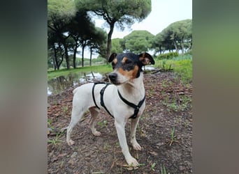 Faolan ist witzig, klug und aktiv