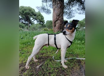 Faolan ist witzig, klug und aktiv