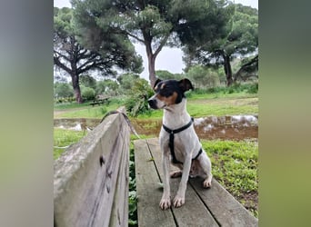 Faolan ist witzig, klug und aktiv