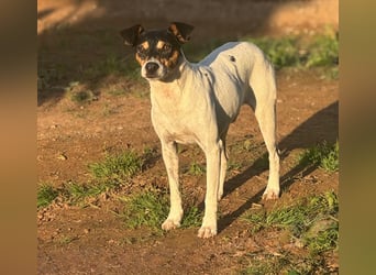 Faolan ist witzig, klug und aktiv