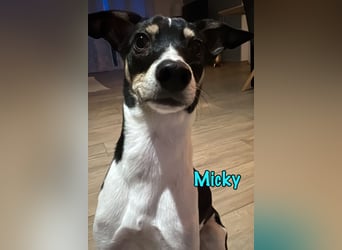 Micky geb. 03/2025 (in Deutschland) - unglaublich liebevoller Hundepartner!