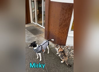 Micky geb. 03/2025 (in Deutschland) - unglaublich liebevoller Hundepartner!