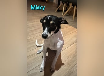 Micky geb. 03/2025 (in Deutschland) - unglaublich liebevoller Hundepartner!