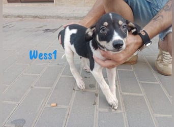 Micky geb. 03/2025 (in Deutschland) - unglaublich liebevoller Hundepartner!