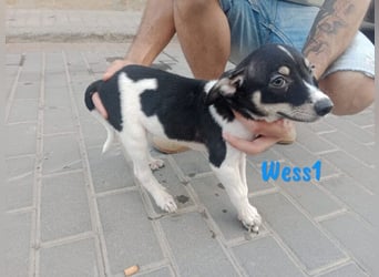 Micky geb. 03/2025 (in Deutschland) - unglaublich liebevoller Hundepartner!