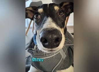 Micky geb. 03/2025 (in Deutschland) - unglaublich liebevoller Hundepartner!