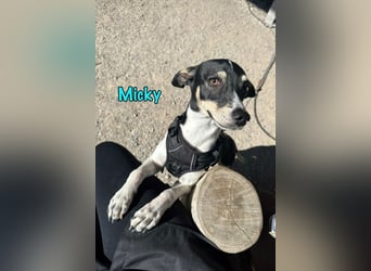 Micky geb. 03/2025 (in Deutschland) - unglaublich liebevoller Hundepartner!
