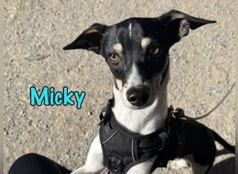 Micky geb. 03/2025 (in Deutschland) - unglaublich liebevoller Hundepartner!
