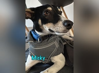 Micky geb. 03/2025 (in Deutschland) - unglaublich liebevoller Hundepartner!