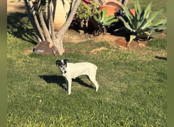 Charlene ist eine ruhige, freundliche Bodeguera