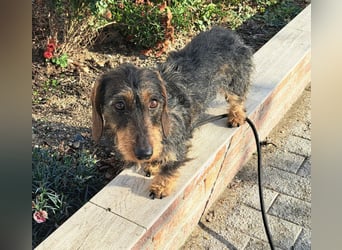 Ganze 25cm suchen ein neues Zuhause, schnell bevor der harte Winter in Rumänien beginnt 350,00 € Pre