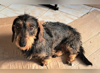 Ganze 25cm suchen ein neues Zuhause, schnell bevor der harte Winter in Rumänien beginnt 350,00 € Pre