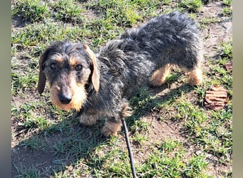 Ganze 25cm suchen ein neues Zuhause, schnell bevor der harte Winter in Rumänien beginnt 350,00 € Pre