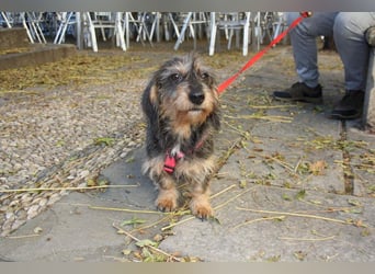 Herzallerliebste KUKA-anhänglicher, gehorsamer, ruiger, gelassener Schatz sucht liebevolles Zuhause
