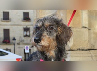 Herzallerliebste KUKA-anhänglicher, gehorsamer, ruiger, gelassener Schatz sucht liebevolles Zuhause