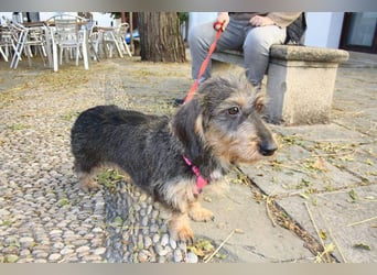 Herzallerliebste KUKA-anhänglicher, gehorsamer, ruiger, gelassener Schatz sucht liebevolles Zuhause