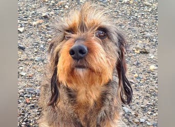 Zauberhafte BRISA-liebes Dackelmädchen sucht ihr liebevolles Zuhause