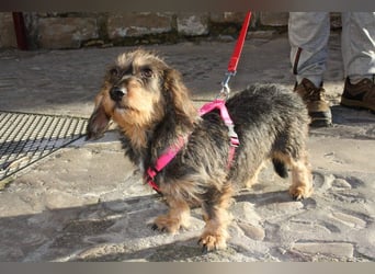 Herzallerliebste KUKA-anhänglicher, gehorsamer, ruiger, gelassener Schatz sucht liebevolles Zuhause