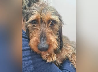 Zauberhafte BRISA-liebes Dackelmädchen sucht ihr liebevolles Zuhause