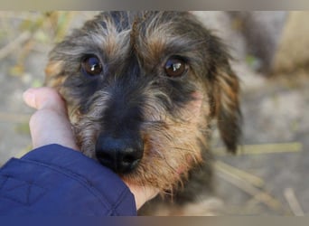 Herzallerliebste KUKA-anhänglicher, gehorsamer, ruiger, gelassener Schatz sucht liebevolles Zuhause