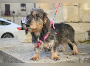 Herzallerliebste KUKA-anhänglicher, gehorsamer, ruiger, gelassener Schatz sucht liebevolles Zuhause