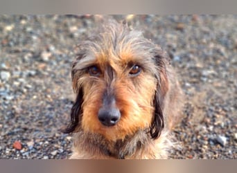 Zauberhafte BRISA-liebes Dackelmädchen sucht ihr liebevolles Zuhause