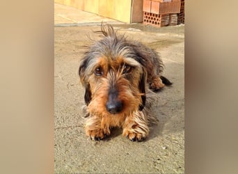 Zauberhafte BRISA-liebes Dackelmädchen sucht ihr liebevolles Zuhause