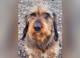 Zauberhafte BRISA-liebes Dackelmädchen sucht ihr liebevolles Zuhause