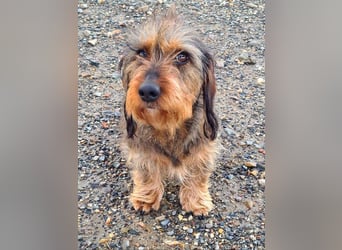 Zauberhafte BRISA-liebes Dackelmädchen sucht ihr liebevolles Zuhause