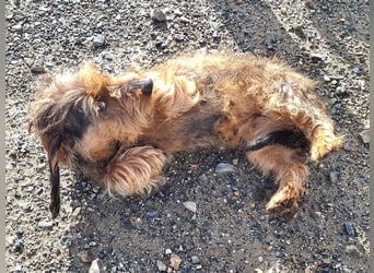 Zauberhafte BRISA-liebes Dackelmädchen sucht ihr liebevolles Zuhause