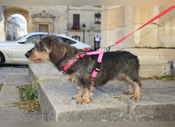 Herzallerliebste KUKA-anhänglicher, gehorsamer, ruiger, gelassener Schatz sucht liebevolles Zuhause