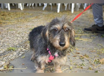 Herzallerliebste KUKA-anhänglicher, gehorsamer, ruiger, gelassener Schatz sucht liebevolles Zuhause