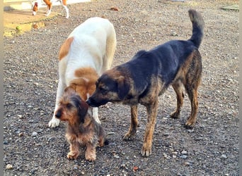 Zauberhafte BRISA-liebes Dackelmädchen sucht ihr liebevolles Zuhause