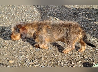 Zauberhafte BRISA-liebes Dackelmädchen sucht ihr liebevolles Zuhause