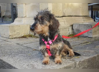 Herzallerliebste KUKA-anhänglicher, gehorsamer, ruiger, gelassener Schatz sucht liebevolles Zuhause