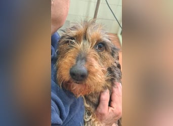 Zauberhafte BRISA-liebes Dackelmädchen sucht ihr liebevolles Zuhause