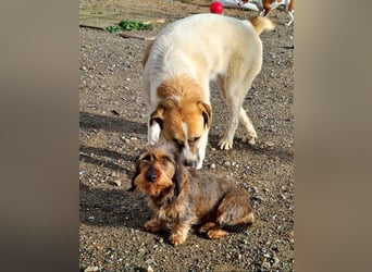 Zauberhafte BRISA-liebes Dackelmädchen sucht ihr liebevolles Zuhause