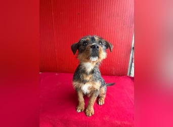 Gini, Rauhaardackel-Mix, Hündin, geb. am 01.01.2024, 30 cm, 7,5 kg