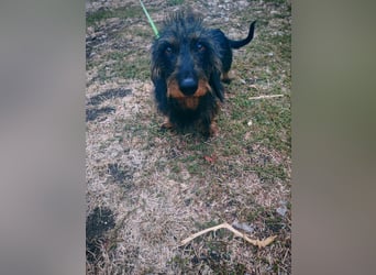 Poldi, Rauhaardackel, Rüde, 4 Jahre, ca. 30 cm