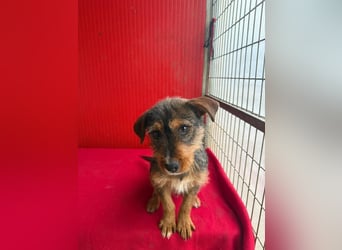 Gini, Rauhaardackel-Mix, Hündin, geb. am 01.01.2024, 30 cm, 7,5 kg