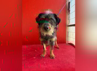 Manni, Rauhaardackel-Mix, Rüde, geb. am 15.11.2024, ca. 38 cm