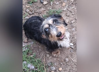 Lotti, Rauhaardackel, Rüde, 4 Jahre, ca. 30 cm