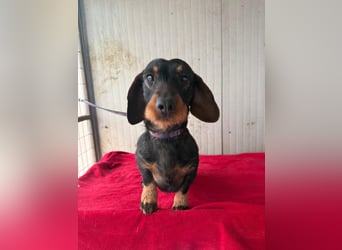 Franzl, Rauhaardackel, Rüde, geb. am 24.04.2022, 30 cm, 8,8 kg