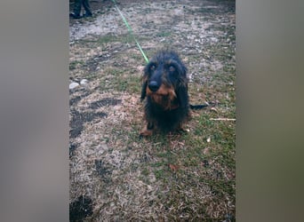 Poldi, Rauhaardackel, Rüde, 4 Jahre, ca. 30 cm