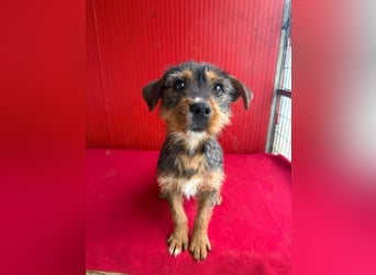 Gini, Rauhaardackel-Mix, Hündin, geb. am 01.01.2024, 30 cm, 7,5 kg